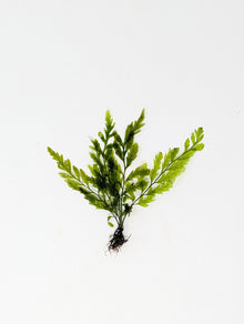 Bolbitis Heudelotti Narrow Leaf | African Water Fern