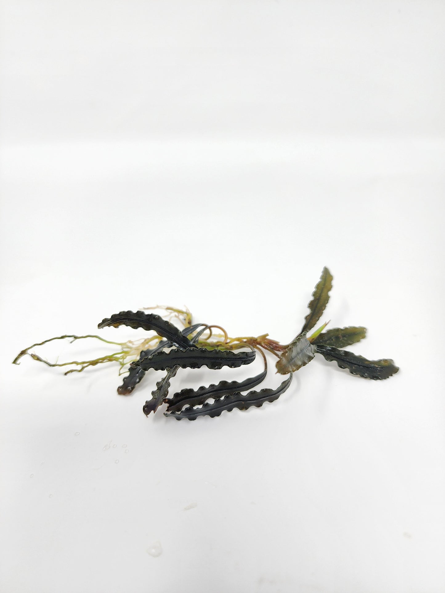 Bucephalandra Godzilla