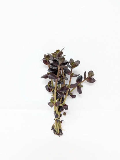 Bacopa salzmannii 'Purple'