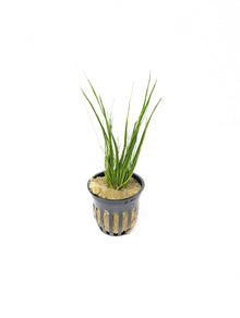 Dwarf Hairgrass | Eleocharis Acicularis