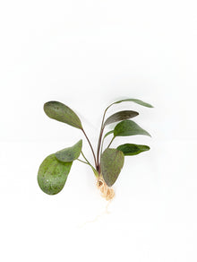 Red Flame Sword | Echinodorus