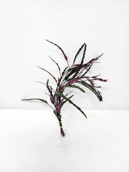 Dragon's Tongue | Hemigraphis repanda