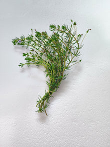 Bacopa myriophylloides