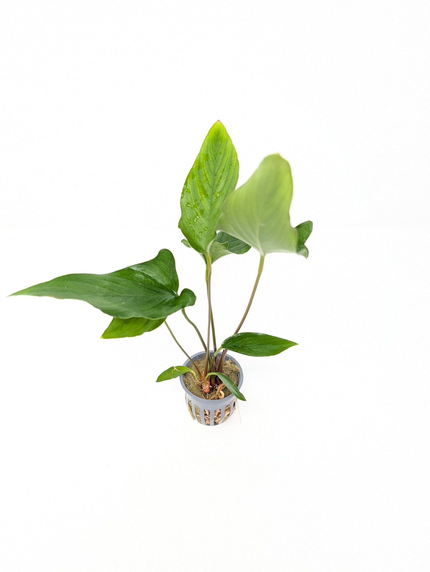 Anubias Hastifolia
