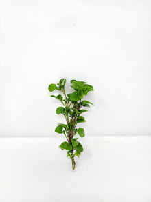 Florida Ruffle (Green Hedge)