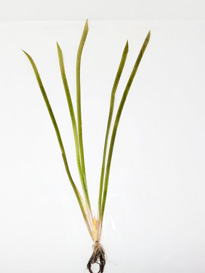 Jungle Val - Vallisneria Americana