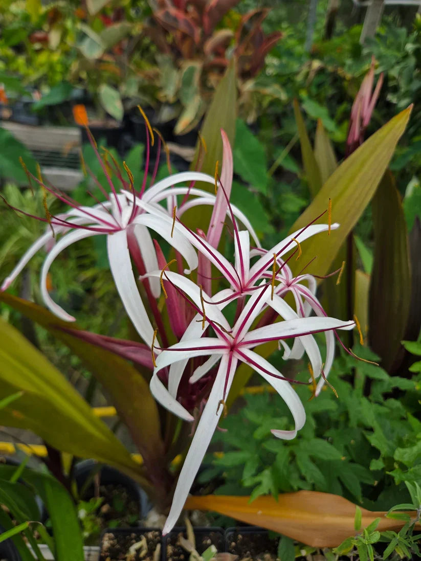 Queen Emma Purple Crinum Lily Bulbs | 6-8" Bare Root | Fragrant Pinkish-Purple Flowers | Crinum augustum Tropical Perennial
