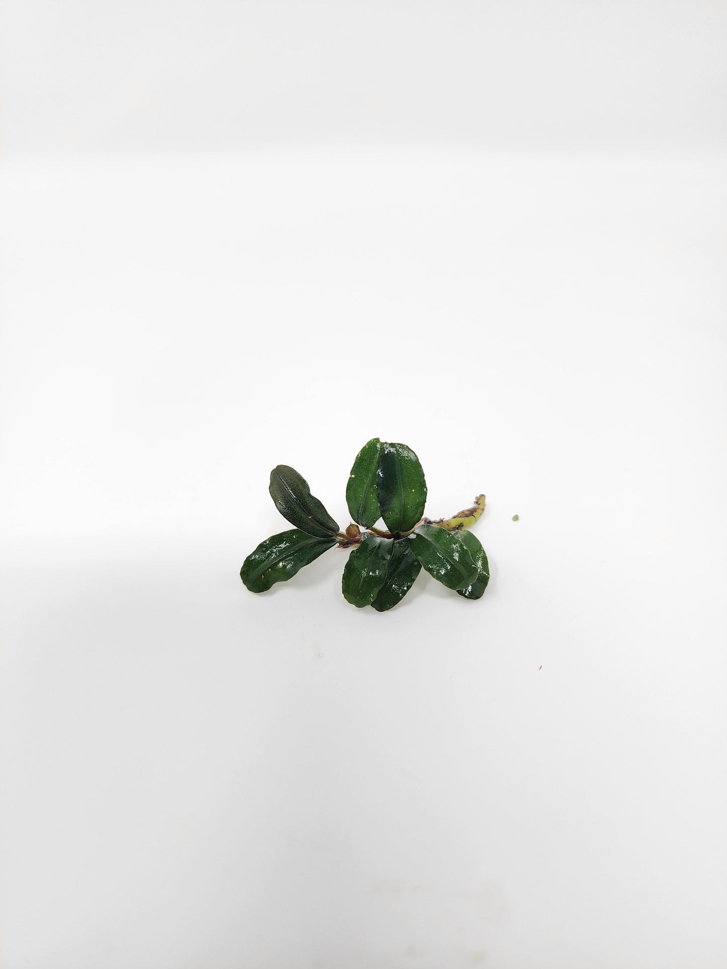 Bucephalandra Mix (Pack of 5)