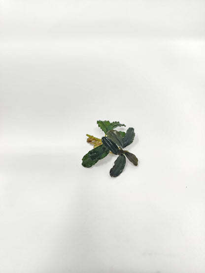 Bucephalandra Mix (Pack of 5)