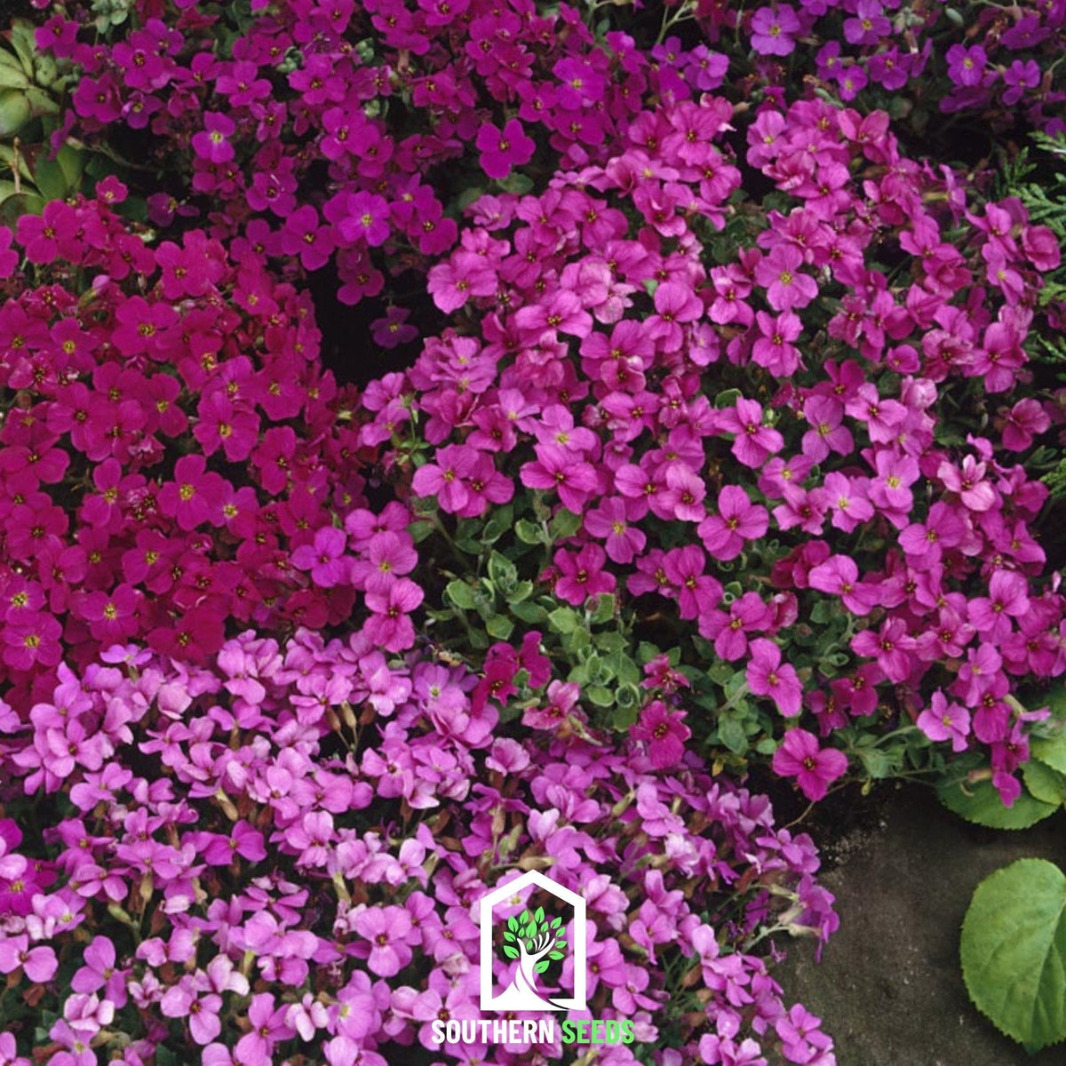 Royal Rockcress Seeds - Heirloom Aubrieta deltoidea Mix for Ground Cover, Rock Walls & Pathways, 100 Seeds