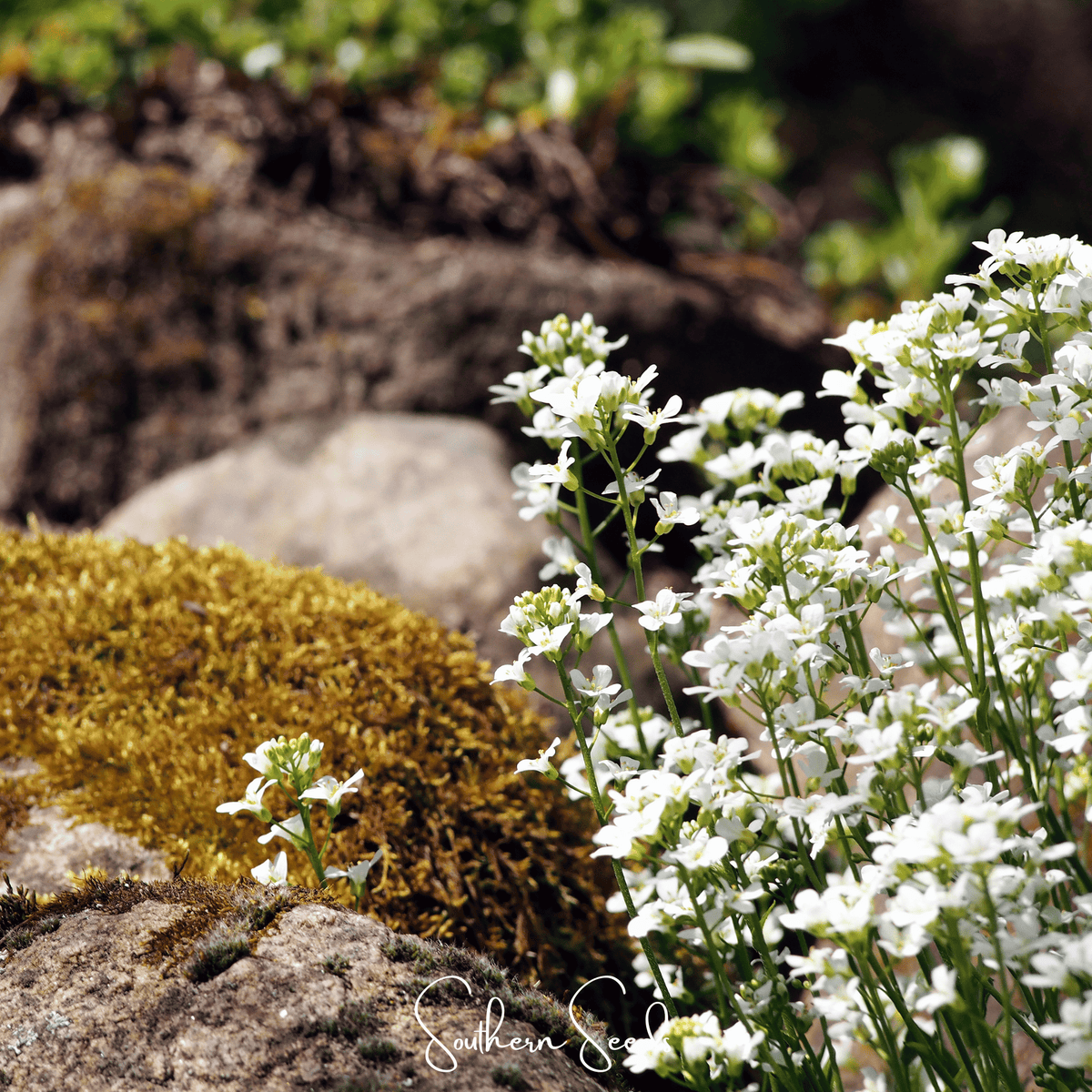 White Rockcress Seeds – 250 Heirloom Arabis alpina Perennial for Rock Gardens, Edging & Cascading Flowers