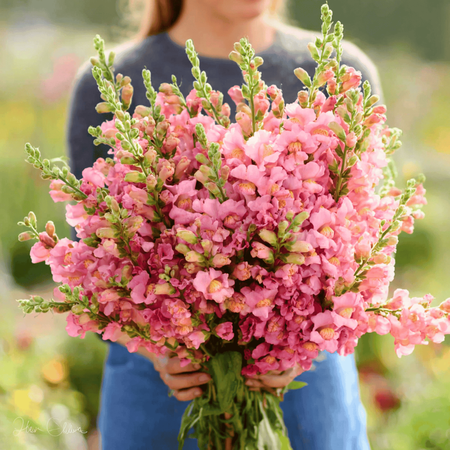 Rose Snapdragon Seeds – 200 Heirloom Antirrhinum majus Pink Flowers for Cutting Gardens & Cool-Season Blooms
