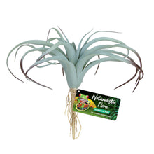 Zoo Med Naturalistic Flora Tillandsia Air Plant Terrarium Plant