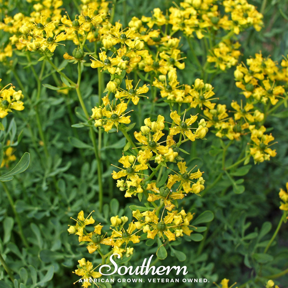 Rue Herb Seeds – 100 Non-GMO American-Grown Ruta graveolens for Ornamental, Medicinal, and Culinary Use