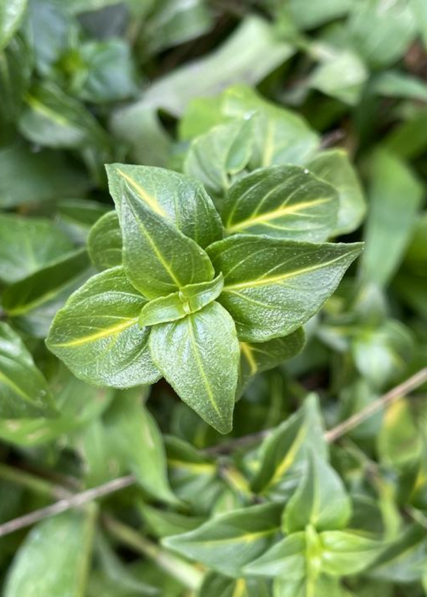 Mushroom Herb Live Plant Rungia klossii Perennial Green Leafy Shrub for Cooking and Container Growing