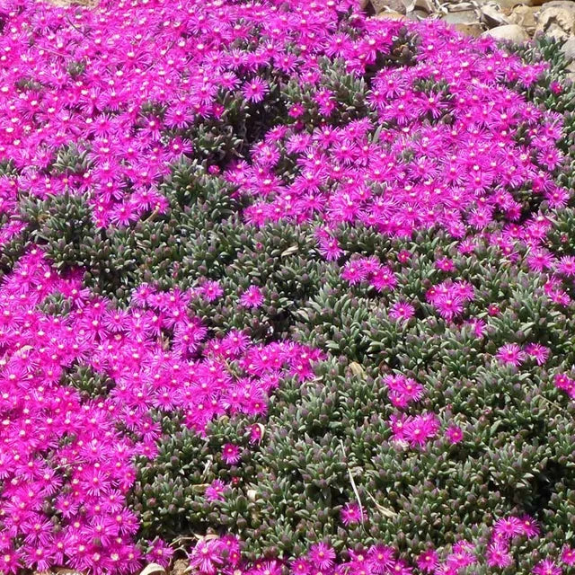Creeping Ice Plant Cuttings – Rare Purple Pink Succulent Ground Cover, Drought-Tolerant, Trailing Cactus, Unrooted Live Stems