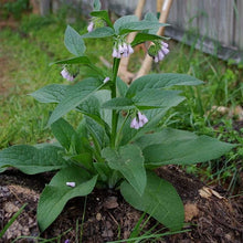 Comfrey Live Rooted Starter Plant – Bocking 14 (Symphytum × uplandicum) – Non-Invasive Variety for Compost, Soil Health, Pollinators