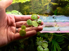 15X Frogbits Live Aquatic Plants Aquarium Pond Freshwater Floating Plant Planted Tank