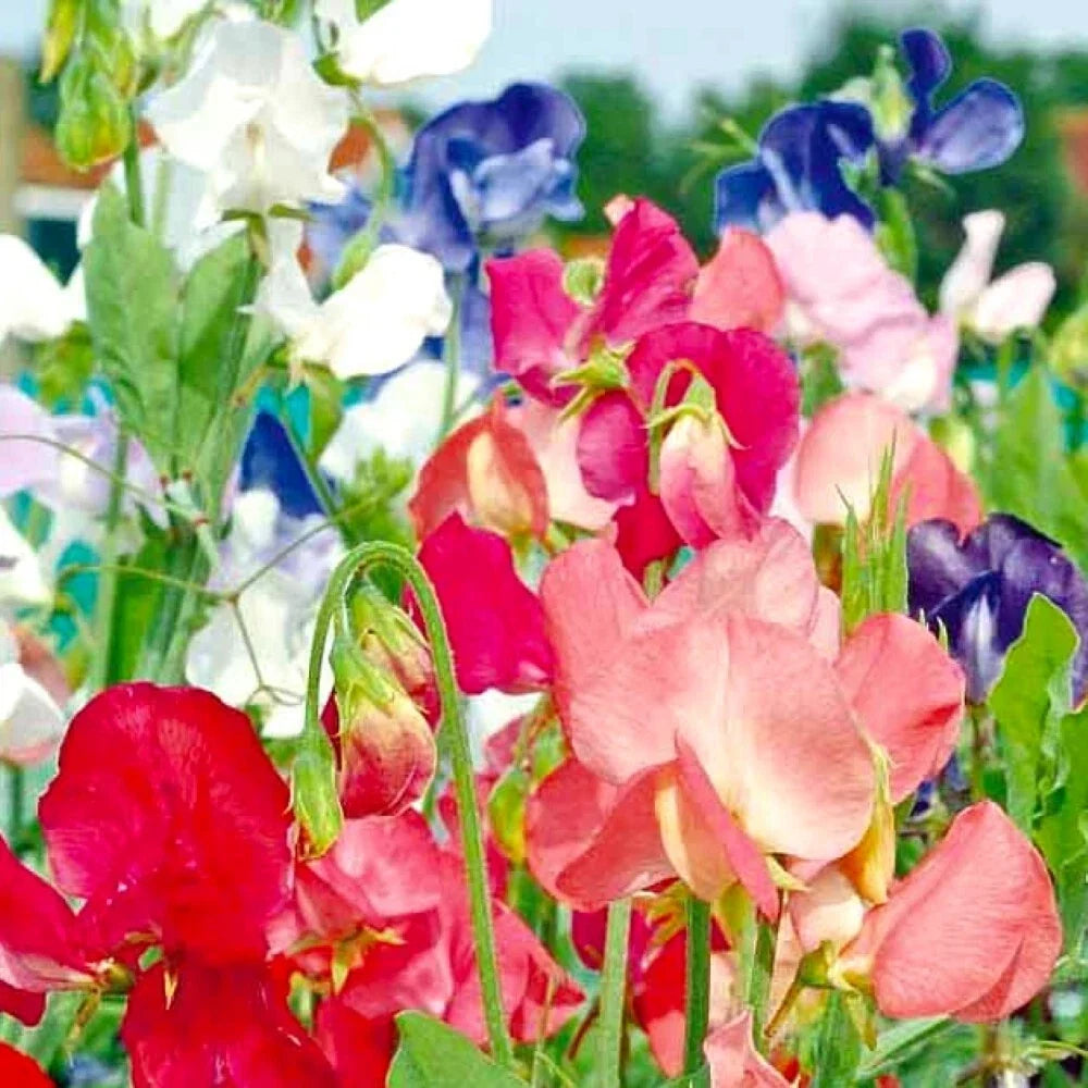 Sweet Pea Seeds | Early Multiflora Mix | Non-GMO Heirloom | Fragrant Climbing Flowers | Lathyrus odoratus