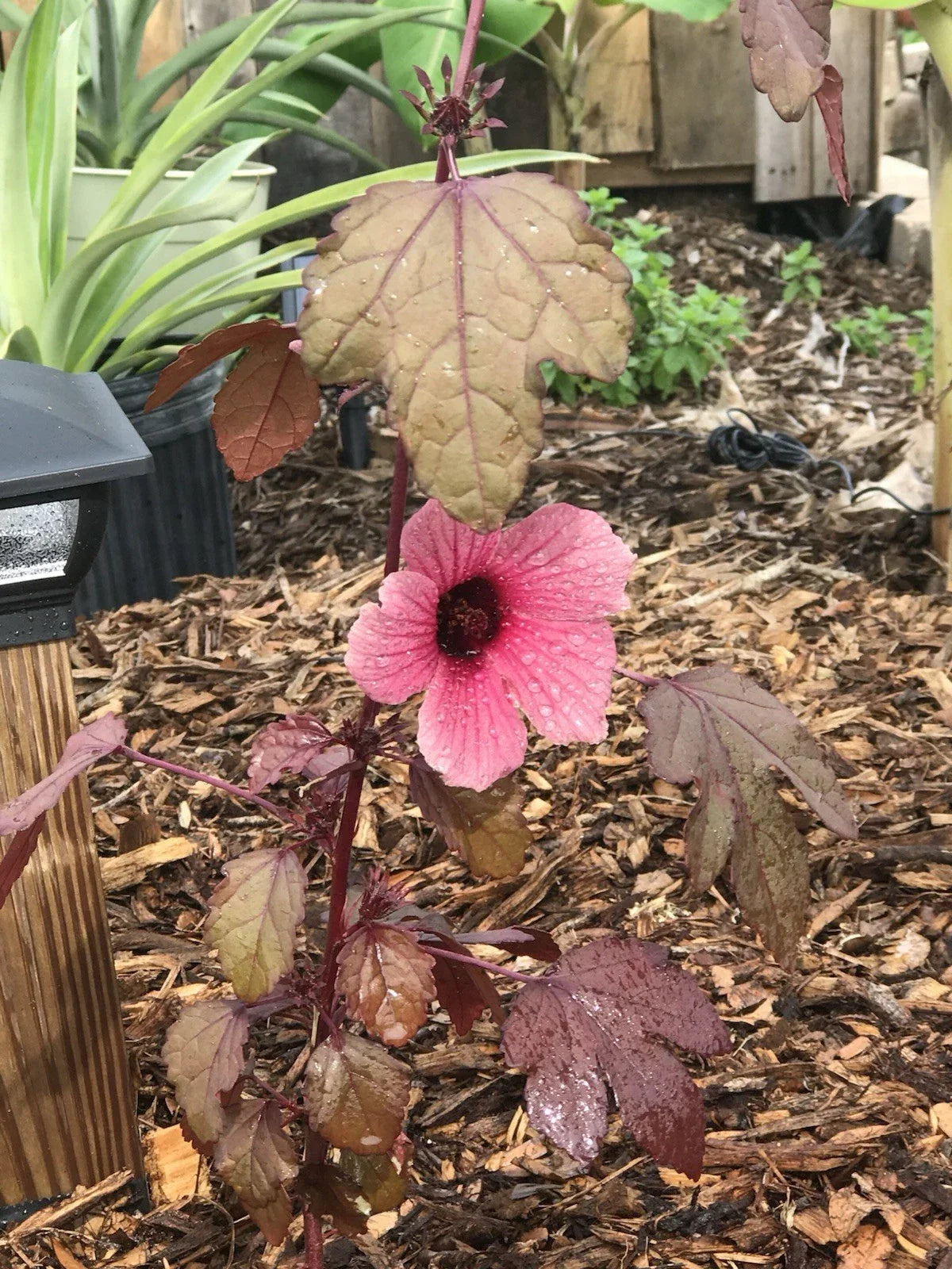 Cranberry Hibiscus Live Plant - Edible Foliage, Tropical Ornamental, Hibiscus acetosella