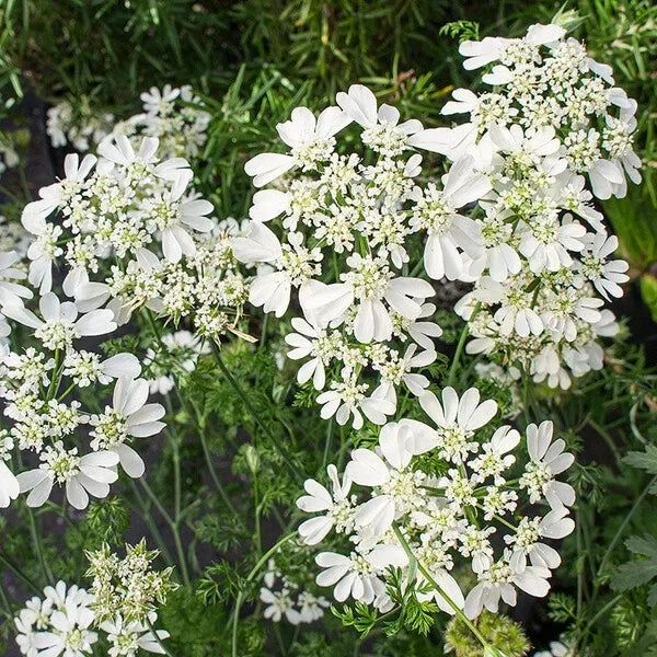 Orlaya grandiflora Seeds | Minoan Lace | White Lace Flower | 30 Seeds for Garden Borders & Pollinator Attraction