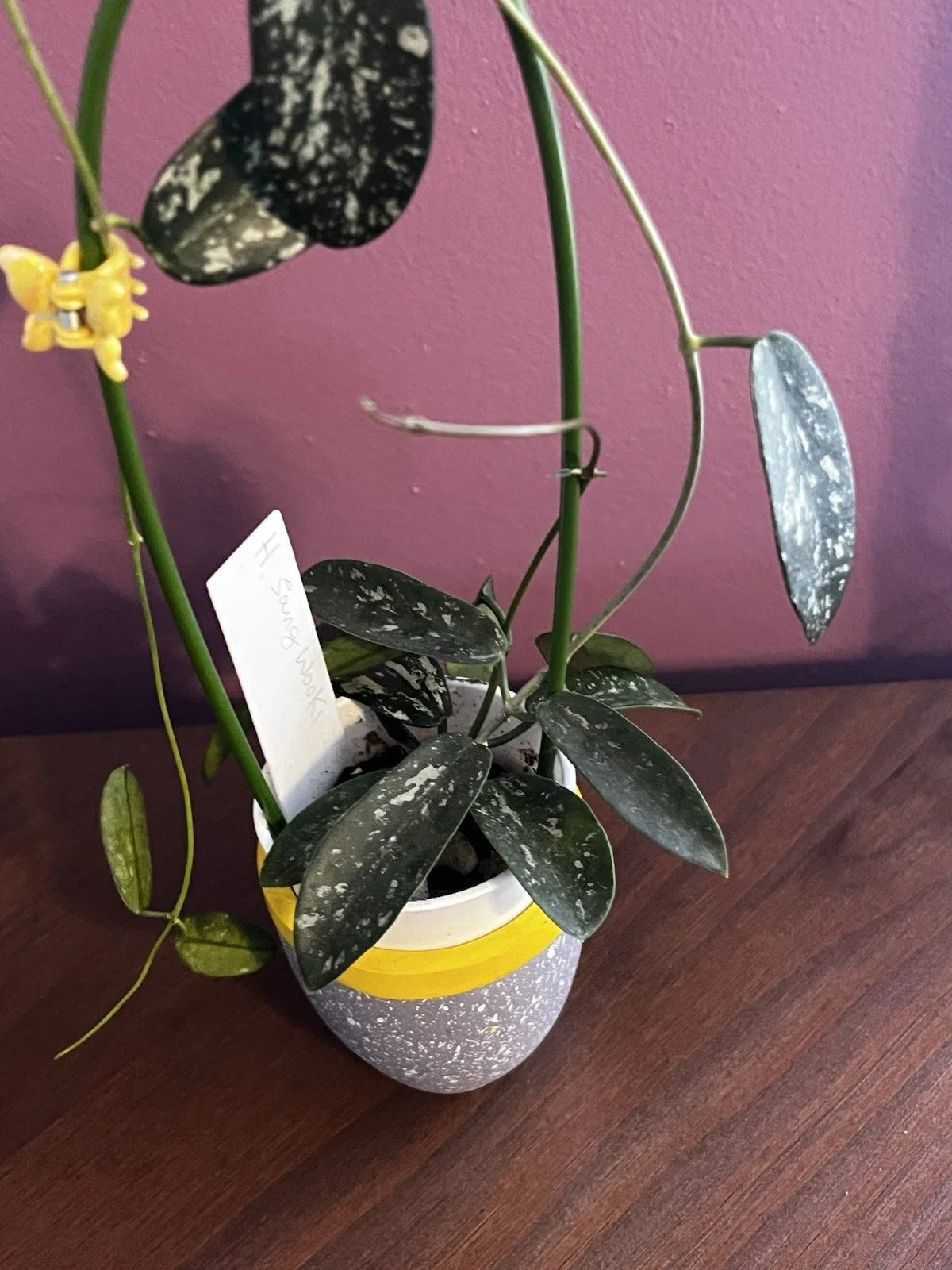 Hoya Sungwookii Cutting - Trailing Tropical Houseplant with Waxy Leaves - Hoya spp.