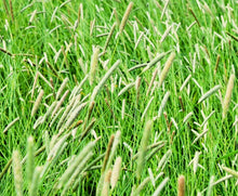Timothy Grass Seeds for Planting - Climax Variety, Cover Crop, Hay Grass, Deer & Wildlife Forage