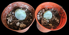 Moonstone Succulent Baby Cutting - Live Fresh Rooted Plant - Crassula Perforata