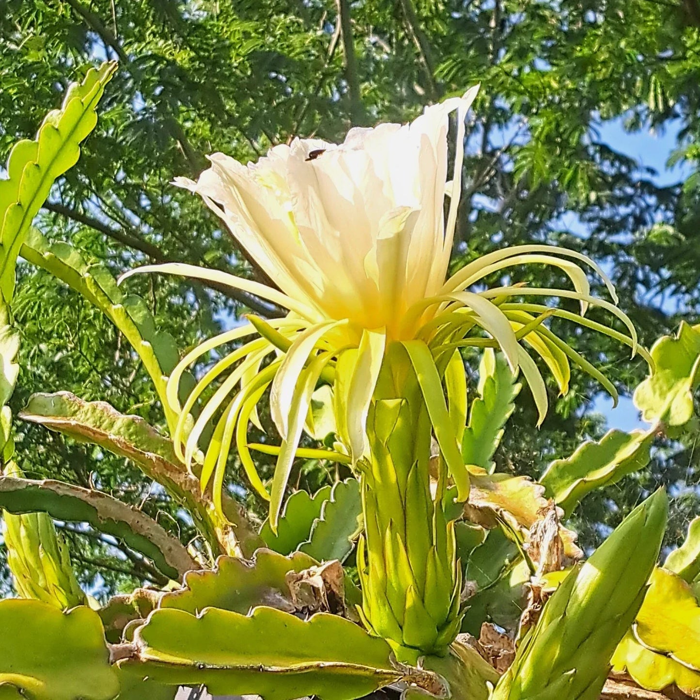Dragon Fruit Rooted Cuttings - 6 Inch Hylocereus spp. Tropical Fruit Plant for Indoor Garden or Outdoor Pot