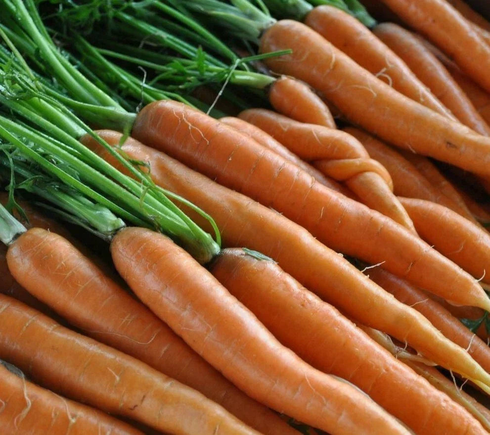 Scarlet Nantes Carrot Seeds - 1000+ Heirloom Vegetable Seeds for Garden, Salads, Soups, Daucus carota subsp. sativus