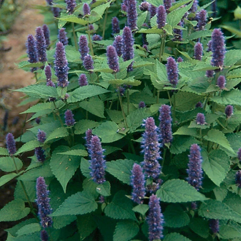 Anise Hyssop Seeds - 1000 Non-GMO Agastache foeniculum Herb Seeds for Culinary & Pollinator Gardens