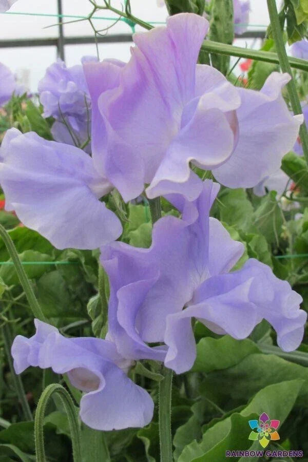 Charlie's Angel Sweet Pea 50 Seeds - Lathyrus odoratus Garden Flower Seeds