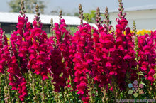 Potomac Red Snapdragon Seeds - 1000+ Seeds for Garden Planting - Antirrhinum majus - USA