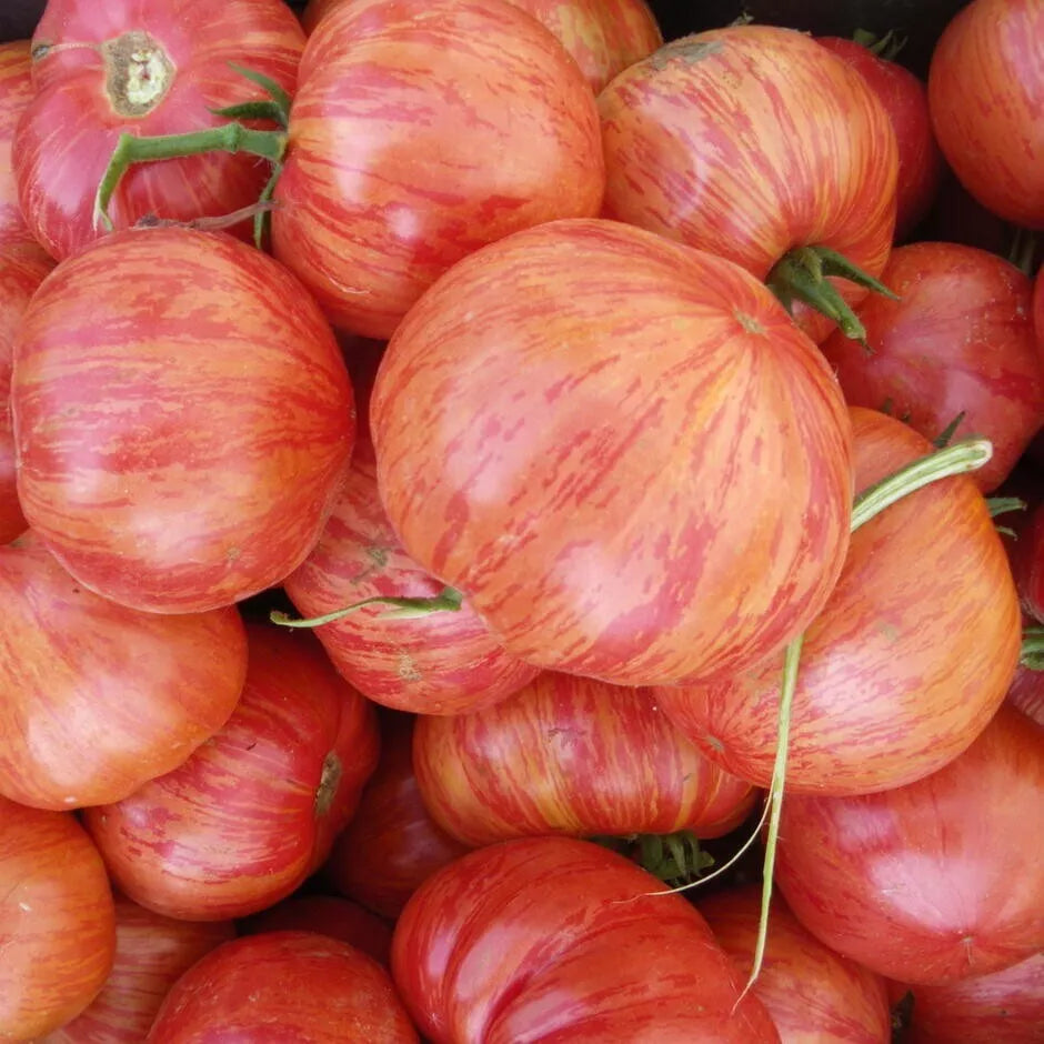Vintage Wine Tomato Seeds - 30 Non-GMO Heirloom Solanum lycopersicum for Home Garden, Salad & Sauce