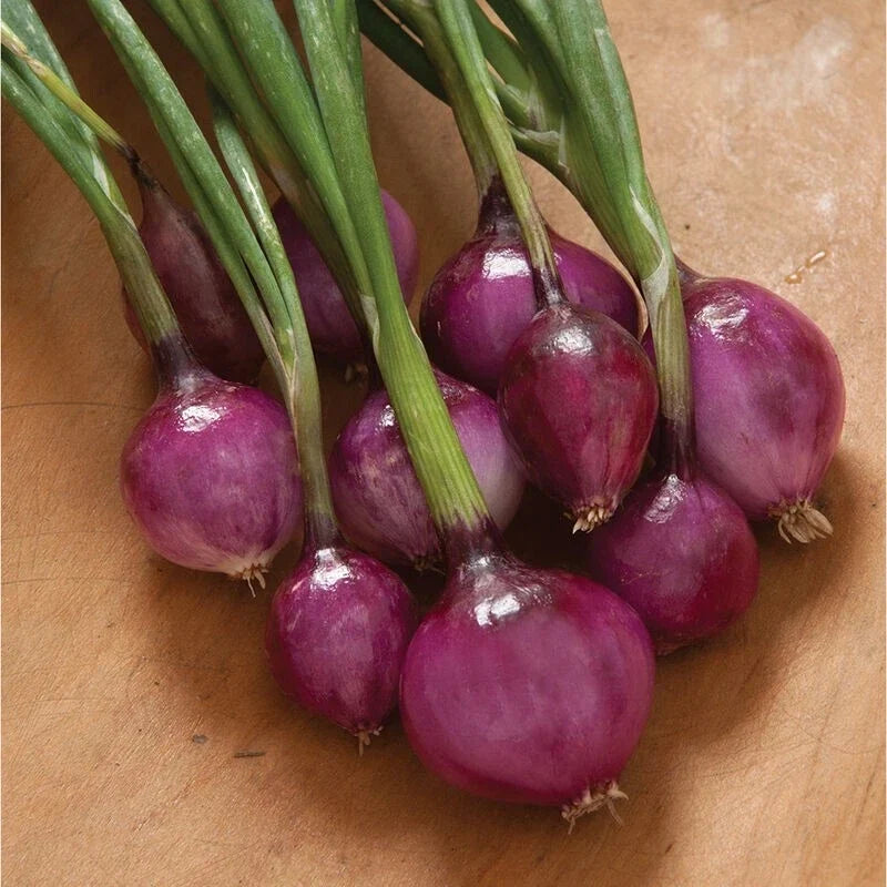 Purplette Onion Seeds - 300 Non-GMO Allium cepa Specialty Onion Seeds for Garden and Cooking