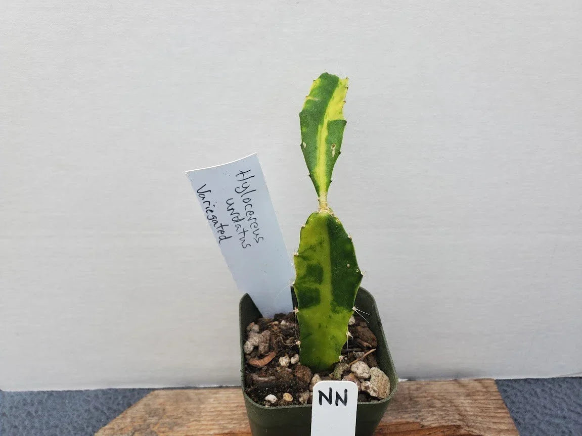 Variegated Hylocereus undatus Dragon Fruit Cactus Plant - Unique Color Variety, Rooted Cutting