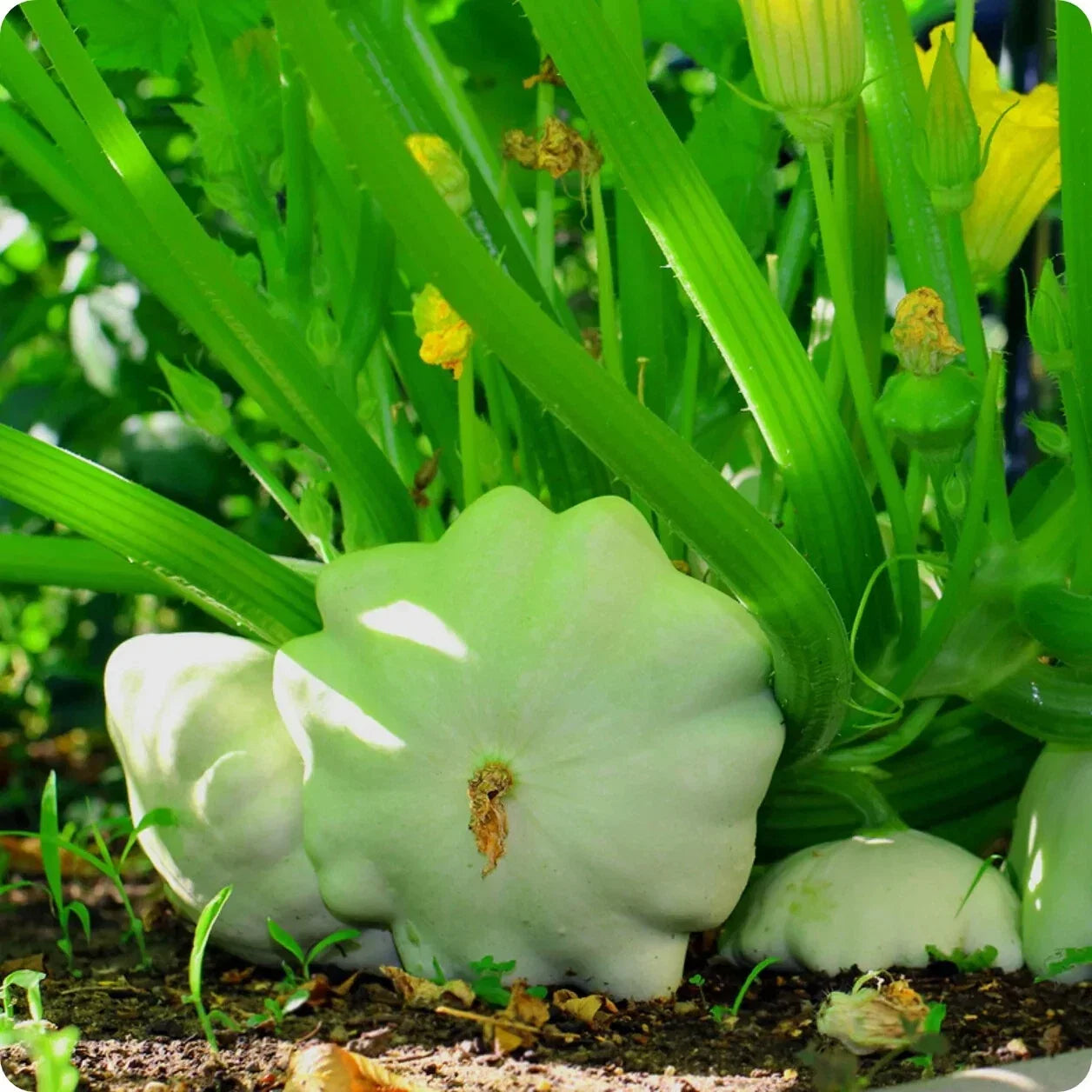 Bennings Green Tint Scallop Summer Squash Seeds, Non-GMO Cucurbita pepo, Vegetable Seeds for Garden, Compact Bush Plant