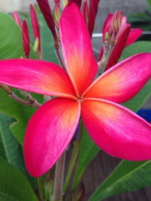 Plumeria Cutting 12-14" Kaneohe Sunset Tropical Fragrant Flowering Plant Plumeria rubra