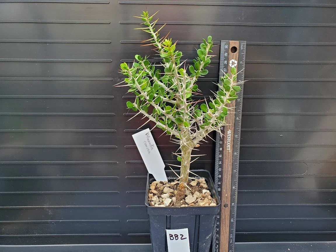 Alluaudia comosa Succulent Plant - Rooted Madagascar Variety - Rare Didiereaceae Indoor or Outdoor Plant