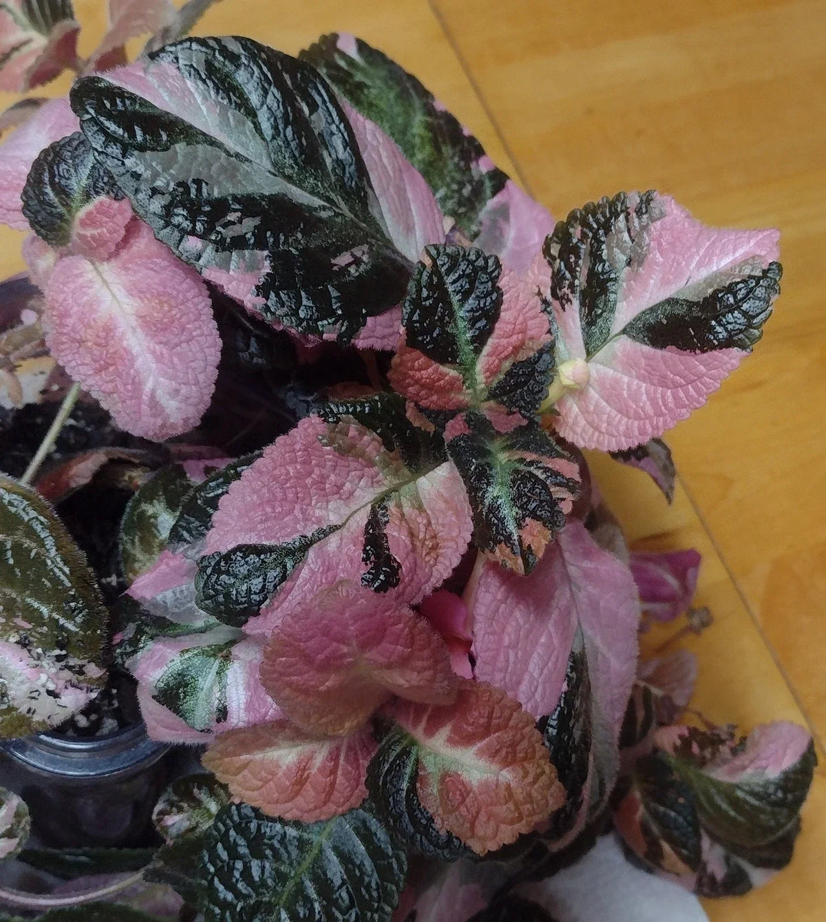 Episcia Ember Lace Plant 4-inch Pot - Rare Variegated Chimera Indoor Houseplant - Episcia spp.