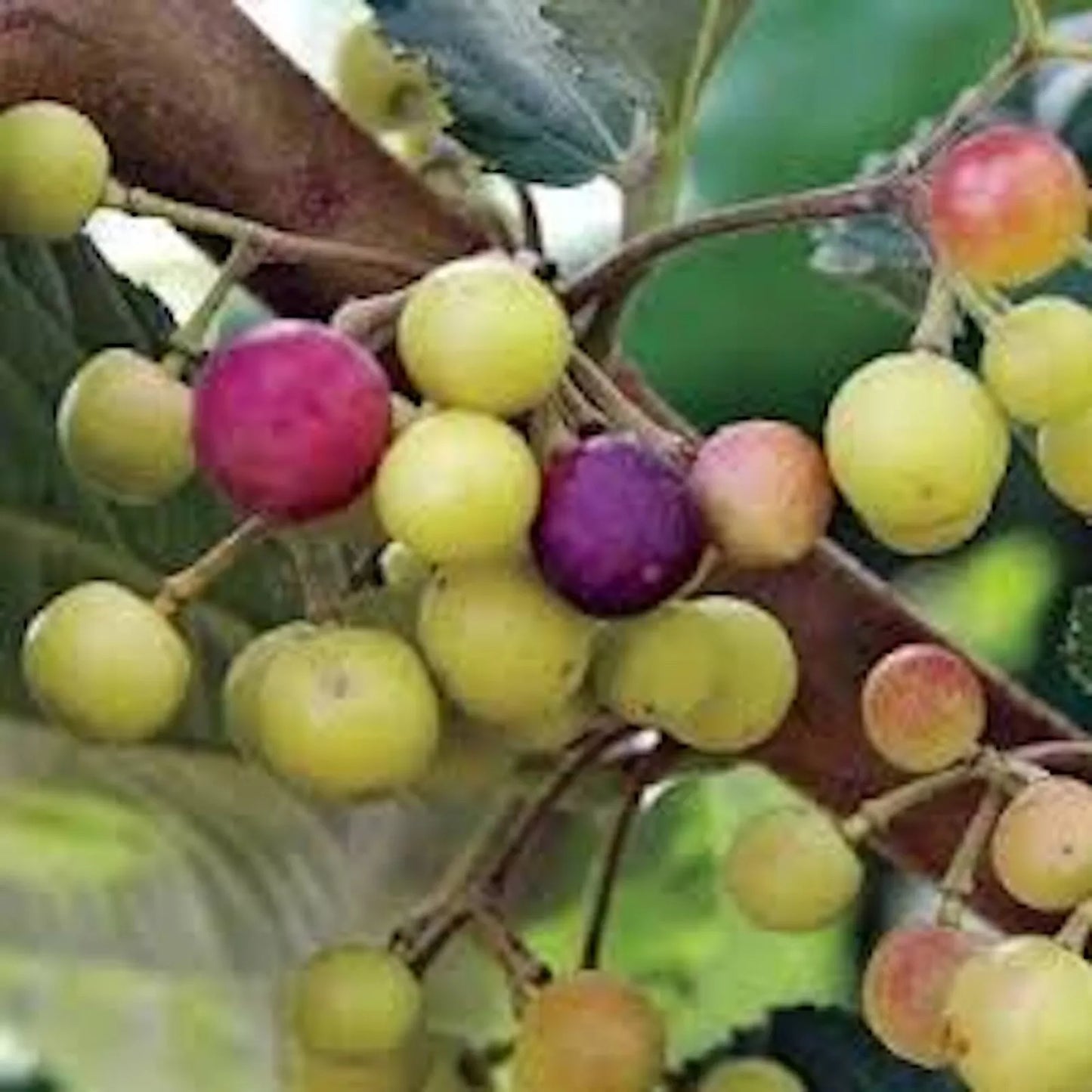 Sherbet Berry Plant - 10 Starter Plants - Edible Fruit - Grewia asiatica - Drought-Tolerant Shrub - Indoor/Outdoor Garden