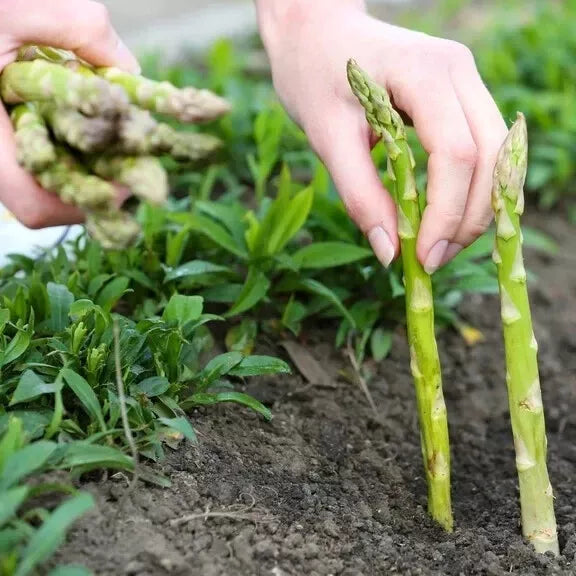 Asparagus Seeds 200 Count - Mary Washington Heirloom Non-GMO - Asparagus officinalis Perennial Vegetable Seed Pack