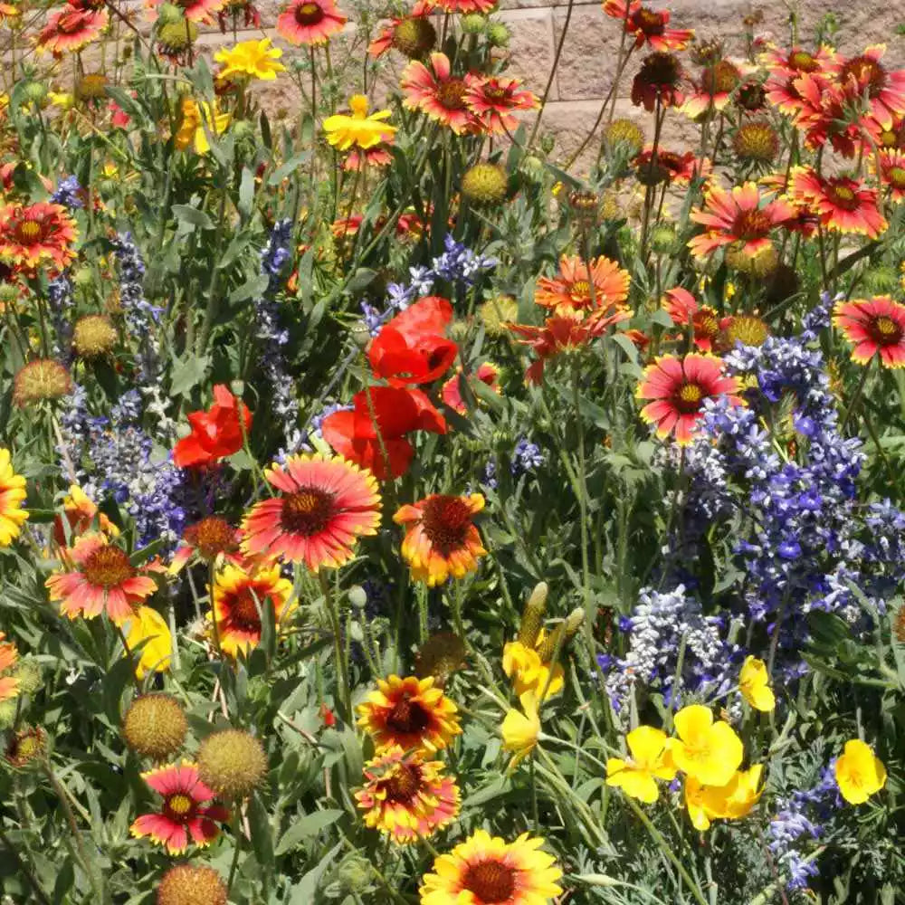Dryland Wildflower Seeds Mix - 200+ Native Perennial & Annual Seeds for Low-Water, Eco-Friendly Gardens
