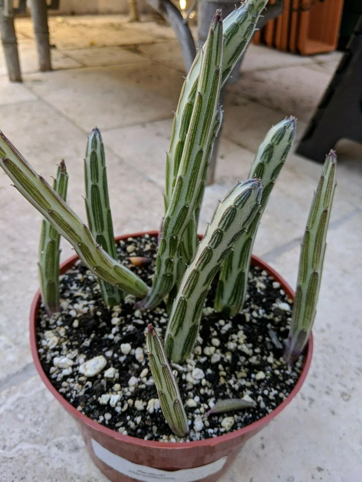 Kleiniia Senecio Stapeliiformis Pickle Plant - Rooted Succulent Stem, Unique Green Color, Indoor Plant, Easy Care