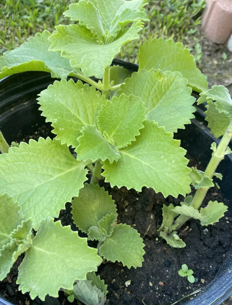 Cuban Oregano Plants 5-8 Inches Well Rooted Mexican Mint Rau Hung Chanh Plectranthus amboinicus