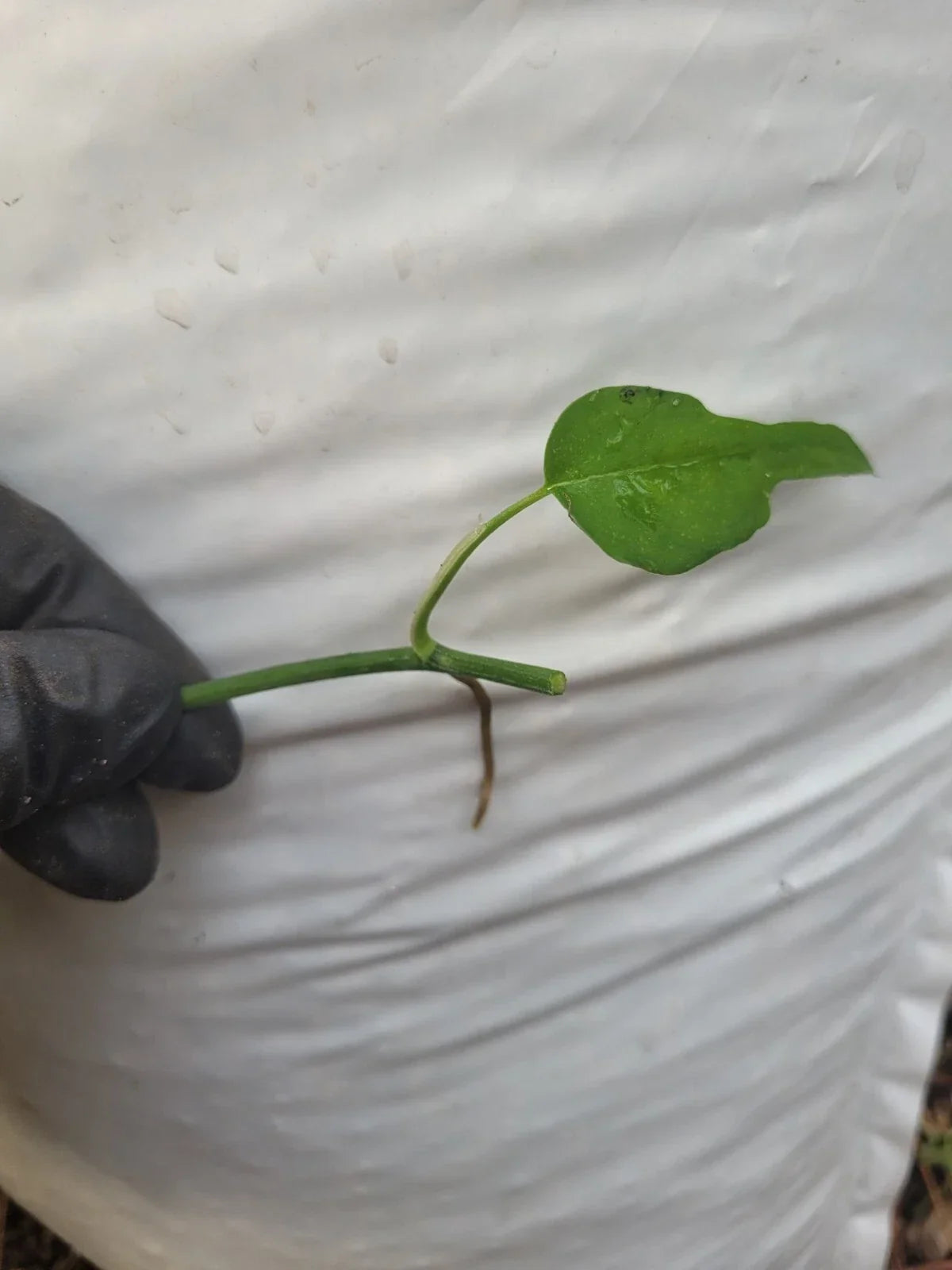 Epipremnum Pinnatum Skeleton Key Plant Cutting - Fresh One Node Indoor Houseplant - Rare Climber or Trailing Greenery