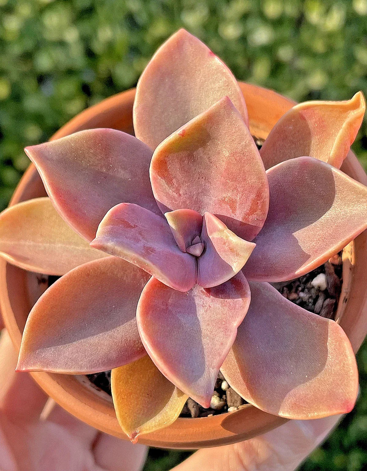 Rare Succulent Graptoveria Fred Ives Live Plant 2-Inch | Indoor Houseplant | Drought-Resistant Succulent | Variegated Rosette