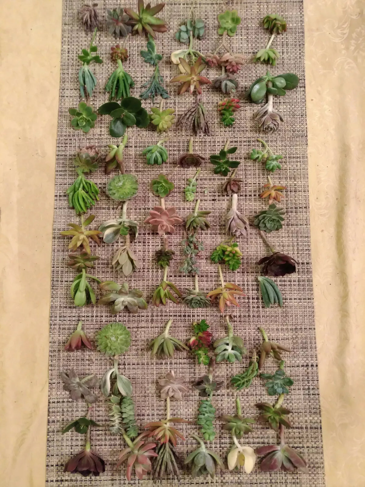 Succulent Cuttings Pack - 60 Varietals for DIY Terrariums & Plant Projects - Echeveria, Sedum, Crassula