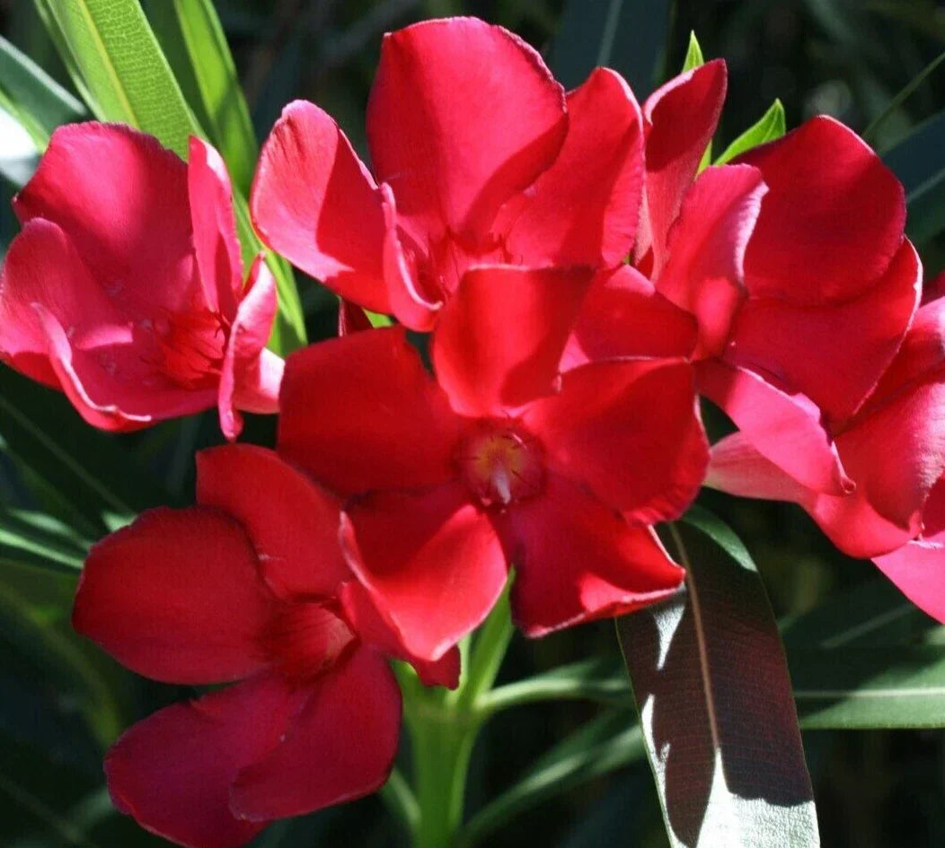 Oleander Live Cuttings 6" Red Flower Bush Nerium oleander for Garden, Patio & Hedges