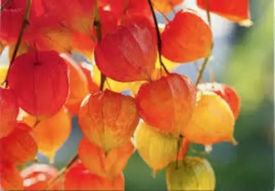 Chinese Lantern Seeds - 100 Seeds Physalis alkekengi Perennial Ground Cherry for Borders & Containers